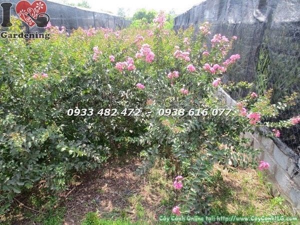 Cây Tường Vi Hoa Đỏ (Cao 1m2 – Ms: 21710)