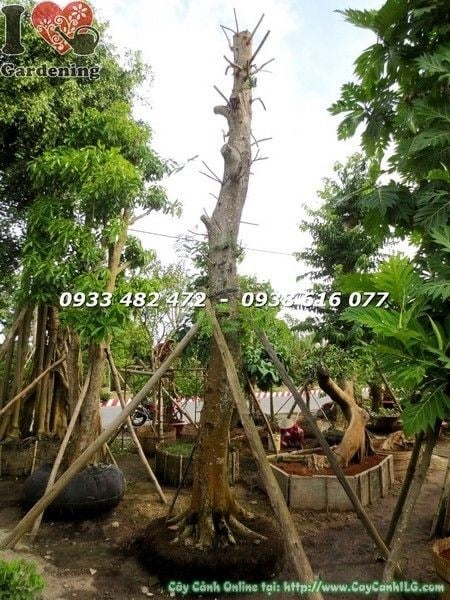 Cây Lim Xẹt Cổ Thụ (Cao 6m Đang Dưỡng Hoành 160cm – Ms: 21725)