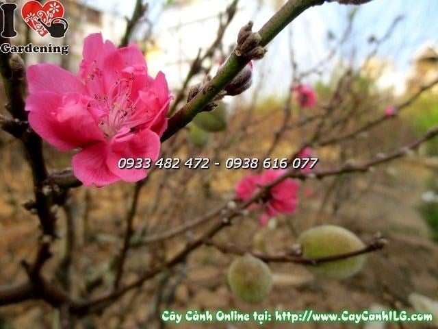 Cây Hoa Đào Có Trái (Cao 1.7m – Ms: 19872)