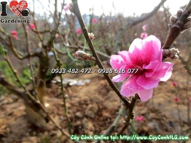 Cây Hoa Đào Hoa Lớn Gốc Lớn (Cao 60cm – Ms: 19883)