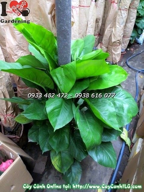 Cây Trầu Ông Xanh( Cao 90cm – Ms: 19910 )