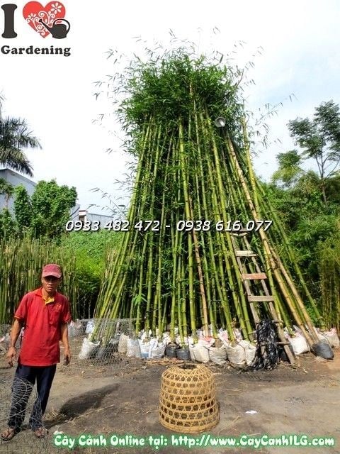 Cây Tre Lớn (Cao 6m – Ms: 19916)