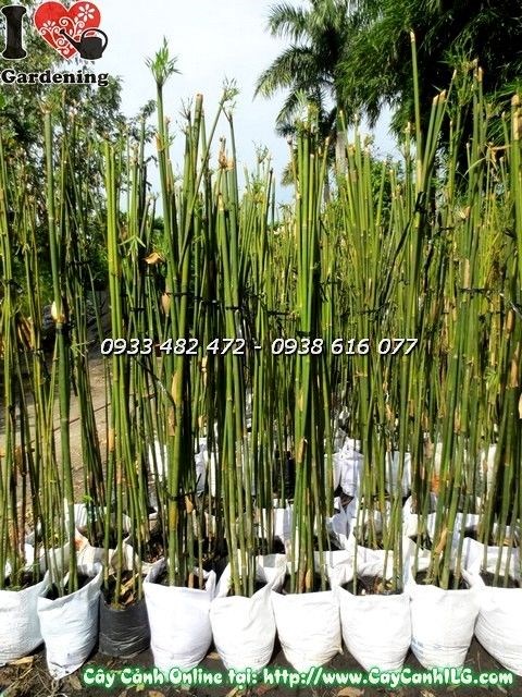 Cây Trúc Cần Câu (Cao 2m – Ms: 19922 )