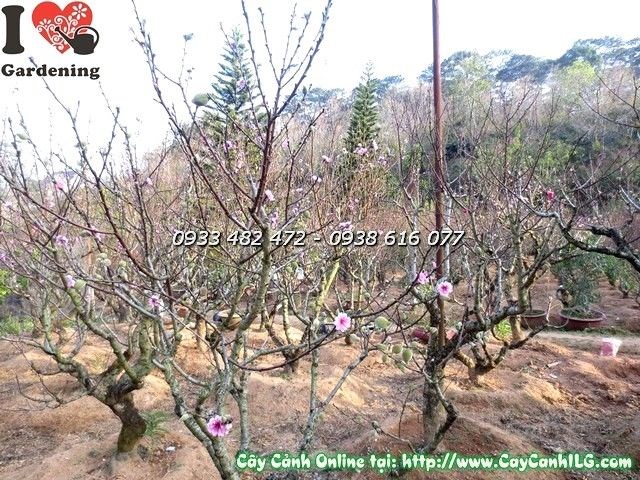 Vườn Hoa Đào Đà Lạt