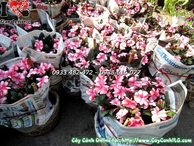 Cây Mai Địa Thảo Màu Hồng (Ms: 20020)