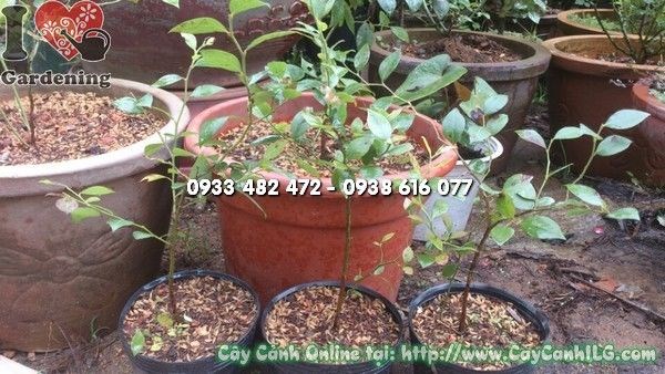 Cây Việt Quất Giống (Ms: 21509)