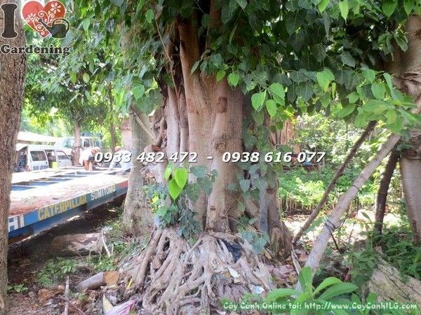 Cây Bồ Đề Đỏ Cổ Thụ (Hoành 400cm – Ms: 21751)