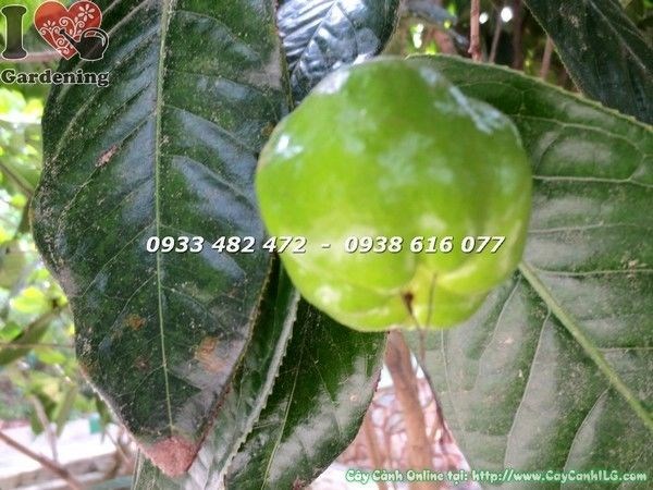 Cây Hoa Hải Đường Cao 3m Tán Đẹp (Ms: 21759)