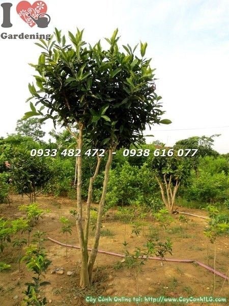 Cây Hoa Hải Đường (Cao 2m Đk 8cm – Ms: 21773)