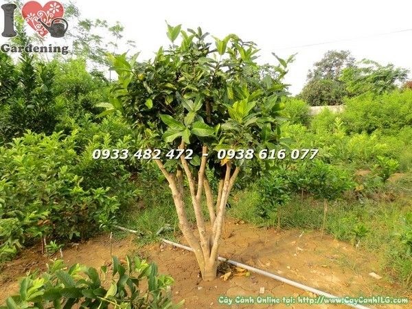 Cây Hoa Hải Đường Tán Đẹp Gốc Lớn (Cao 1.5m – Ms: 21777)