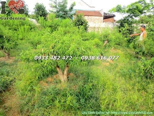 Cây Hoa Đào Gốc Lớn Đẹp (Cao 1m – Ms: 21786)
