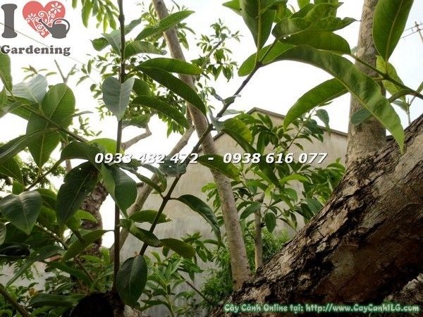 Cây Vối Gốc Lớn (Cao 4m – Ms: 21793)