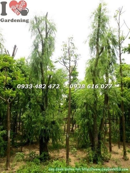 Cây Liễu Rũ Gốc Lớn (Cao 4-5m – Ms: 22176)