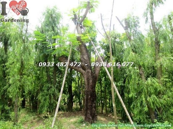 Cây Phượng Lớn (Cao 5m – Ms: 22186)