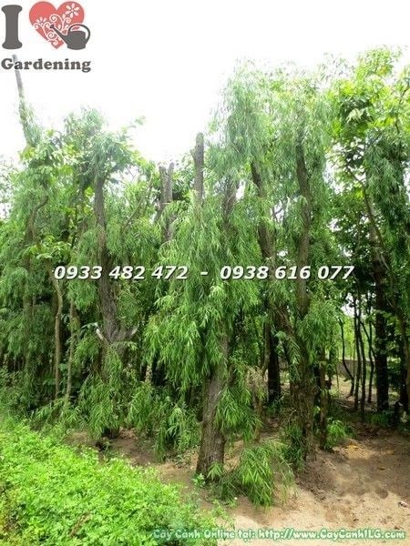 Cây Liễu Rũ Gốc Lớn (Cao 4m – Ms: 22195)