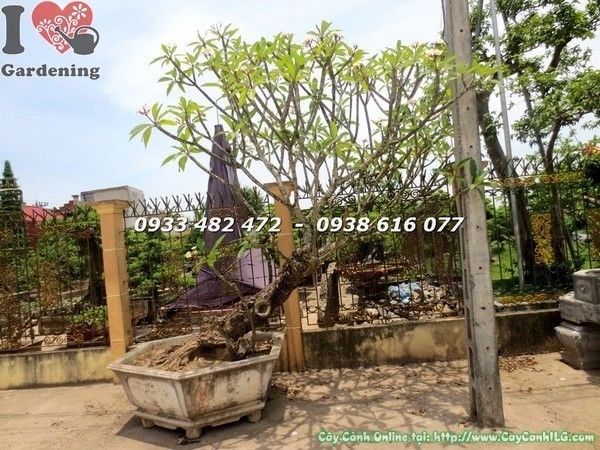 Cây Sứ Đại Bonsai Gốc Lớn (Cao 2.5m – Ms: 22217)