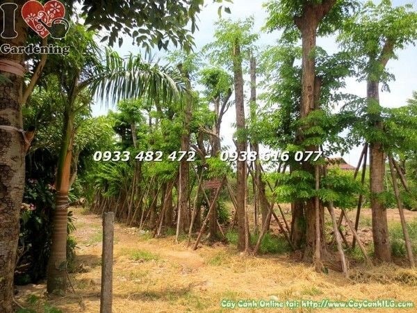 Cây Giáng Hương Cổ Thụ Đủ Kích Cỡ (Ms: 22222)