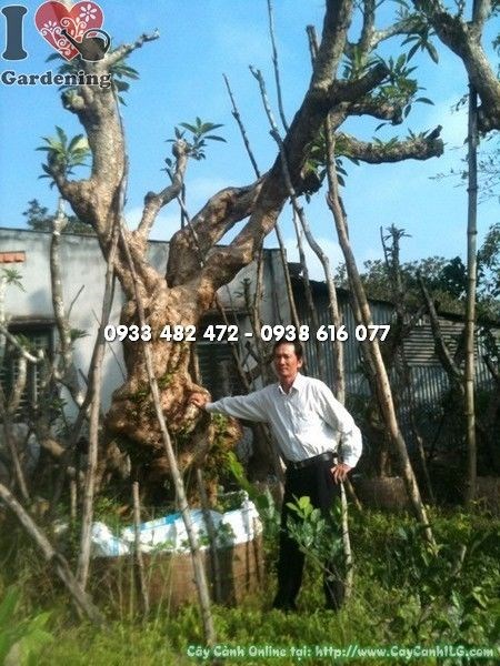 Cây Sứ Đại Cổ Thụ Trăm Năm Tuổi (Ms:22252)