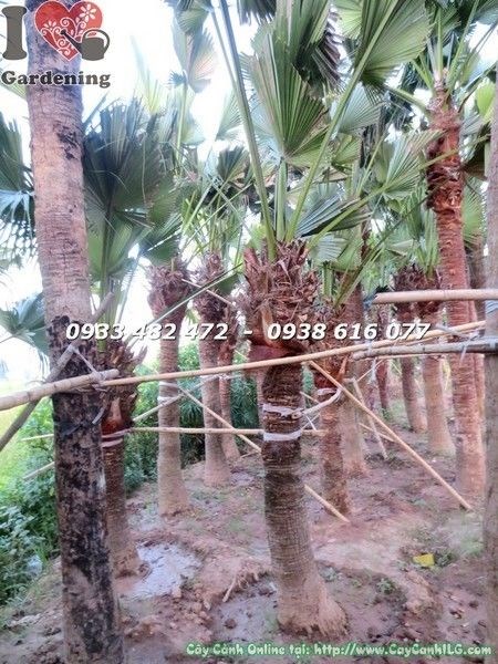 Cây Cọ Xẻ (Lóng 2m Cao 4m – Ms: 22101)
