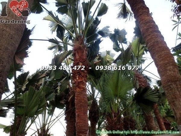 Cây Cọ Xẻ Đủ Kích Thước (Ms: 22111)