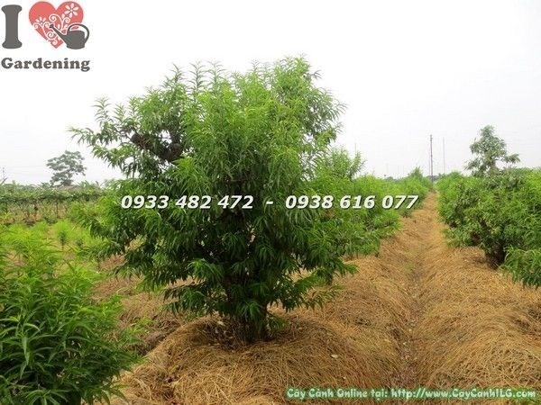 Cây Hoa Đào Cổ Thụ (Cao 1.8m – Ms: 22118)