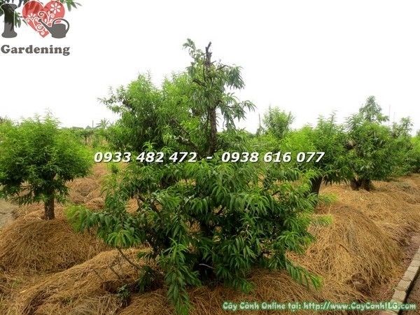 Cây Hoa Đào Gốc Lớn (Cao 1.4m – Ms: 22129)