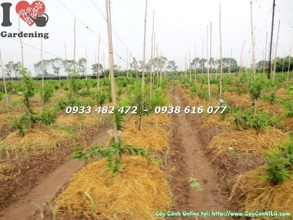 Cây Hoa Đào Giống (Cao 60cm – Ms: 22145)