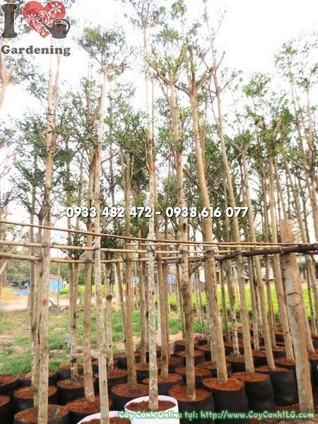 Cây Bàng Đài Loan (Cao 4m – Ms: 22147)
