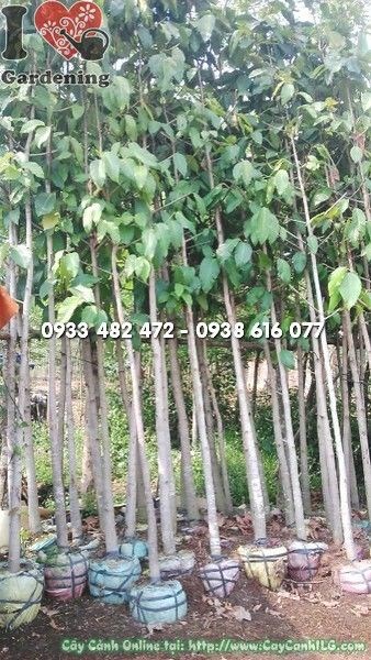 Cây Dầu Rái (Cao 4.5m – Ms: 22153)