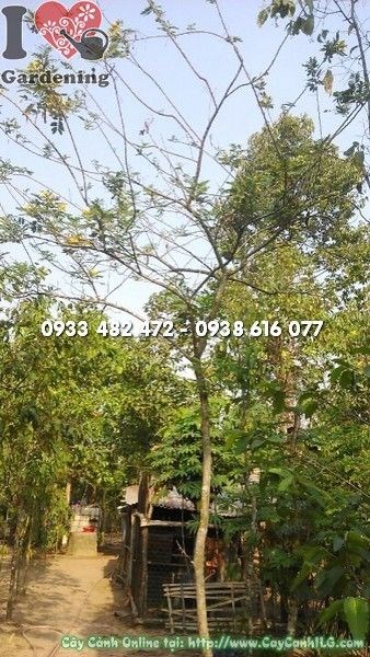 Cây Điệp Vàng (Cao 3m – Ms: 22161)