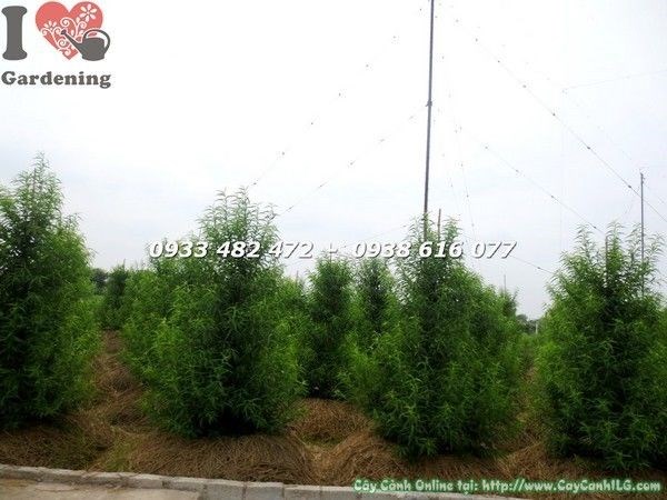 Cây Hoa Đào (Cao 1.5m – Ms: 22159)