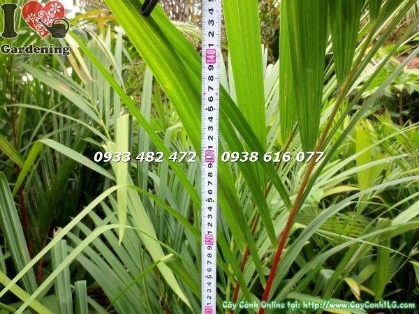 Cây Cau Đỏ (Cao 1m4 – Ms: 22787)