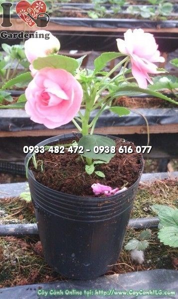 Cây Mai Địa Thảo Kép Hoa Hồng Giống ( Ms: 22842)