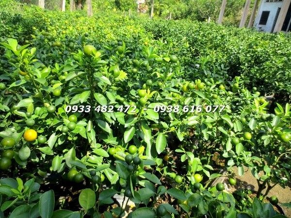 Cây Tắc Giống (Ms: 22852)