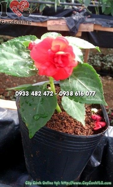 Cây Mai Địa Thảo Kép Hoa Đỏ Giống ( Ms: 22848)