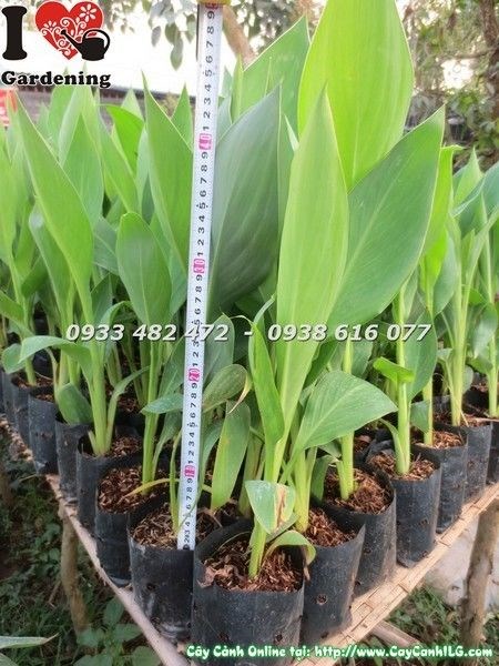 Cây Hoa Chuối Huệ Hồng (Cao 50cm - Ms: 23343)