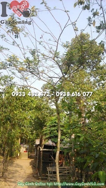 Cây Muồng Hoa Vàng Cao 3m (Ms: 23397)