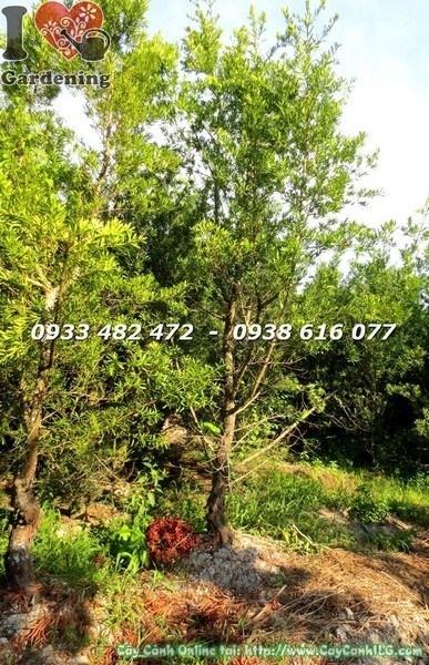 Cây Tùng La Hán Đài Loan (Cao 3m Hoành 35cm – Ms:23399)
