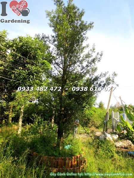Cây Tùng La Hán Tán Tự Nhiên Đẹp, Khỏe (Hoành 55cm – Ms: 23408)