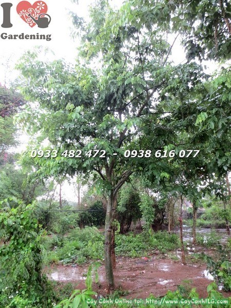 Cây Muồng Hoàng Yến Tán Đẹp (Đk 20cm – Ms: 23419)