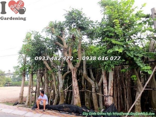 Cây Osaka Đỏ, Osaka Vàng, Móng Bò Lớn (Hoành 100cm – Ms: 22305)