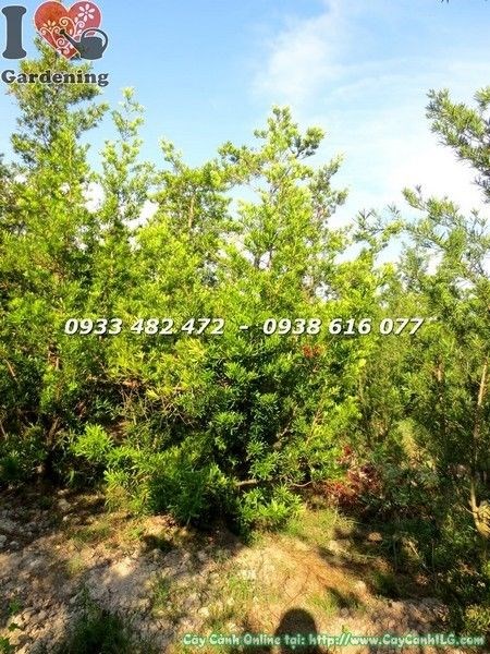 Vườn Cây Vạn Niên Tùng Đài Loan Đẹp (Cao 3m – Ms: 22326)