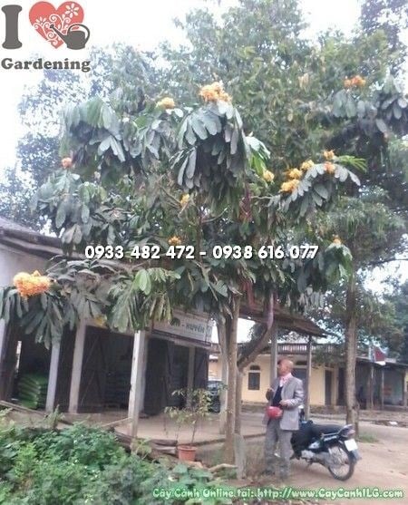 Cây Vàng Anh (Cao 3m – Ms: 22317)