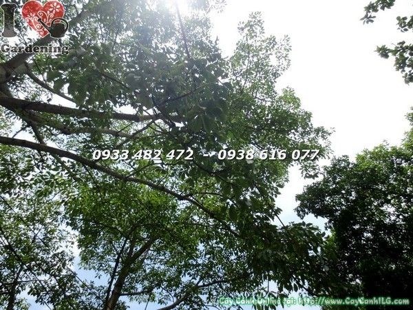 Cây Hoa Gạo (Cao 6m – Ms: 22338)
