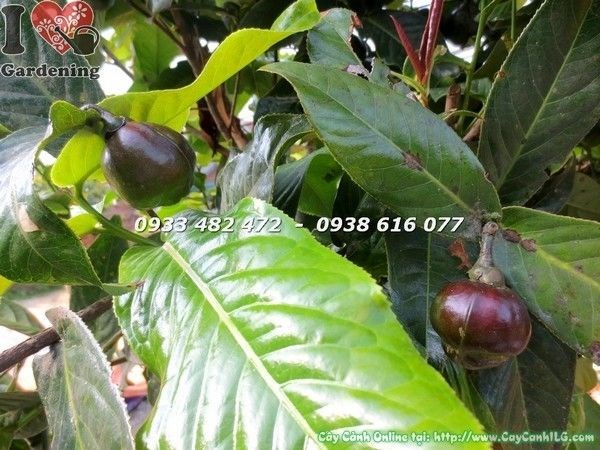 Cây Hoa Hải Đường Tán Đẹp (Cao 1m5 – Ms: 22353)