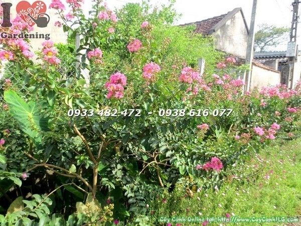 Cây Tường Vi Hoa Đỏ (Cao 1m – Ms: 22363)