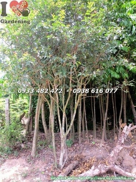 Cây Tường Vi Hoa Đỏ Lớn (Cao 3m – Ms: 22388)
