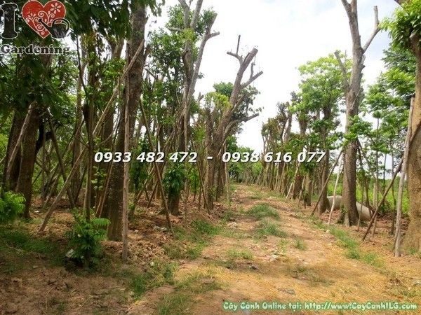 Vườn Cây Cổ Thụ Đủ Loại (Ms: 22393)