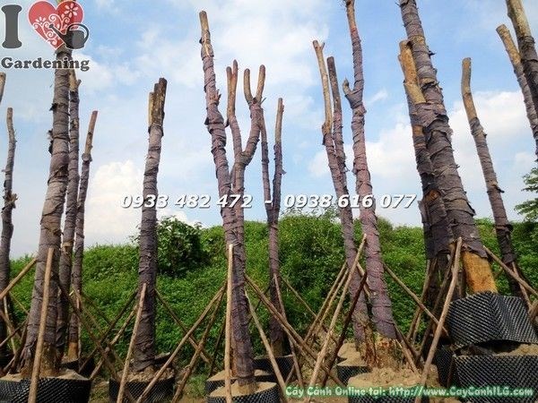 Cây Công Trình Đang Dưỡng (Ms: 22413)