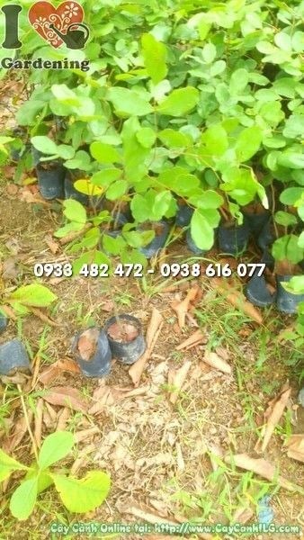 Cây Gõ Mật Giống (Cao 60cm – Ms: 22434)